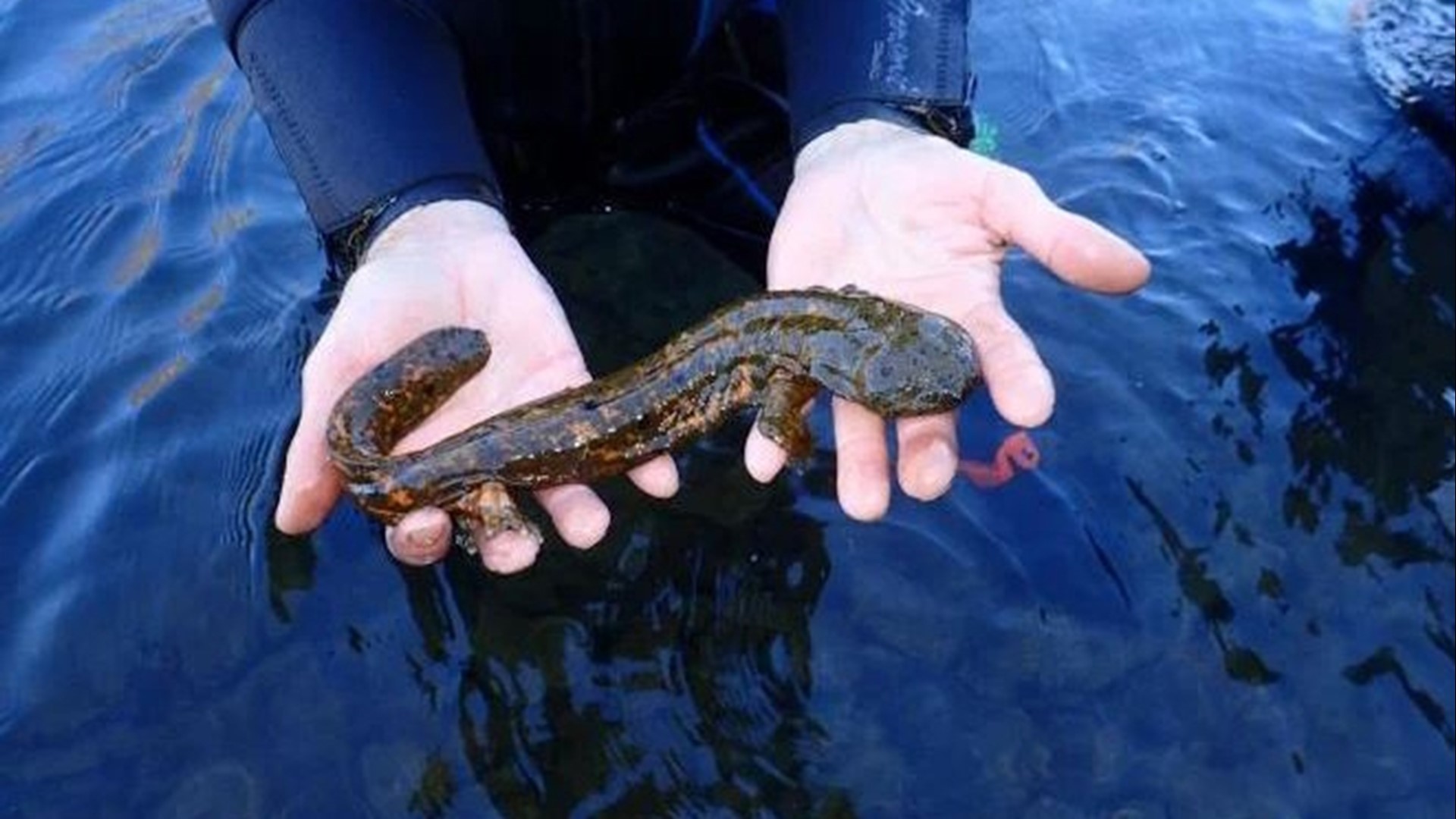 Saint Louis Zoo-raised Ozark hellbender reproduces in the wild | ksdk.com