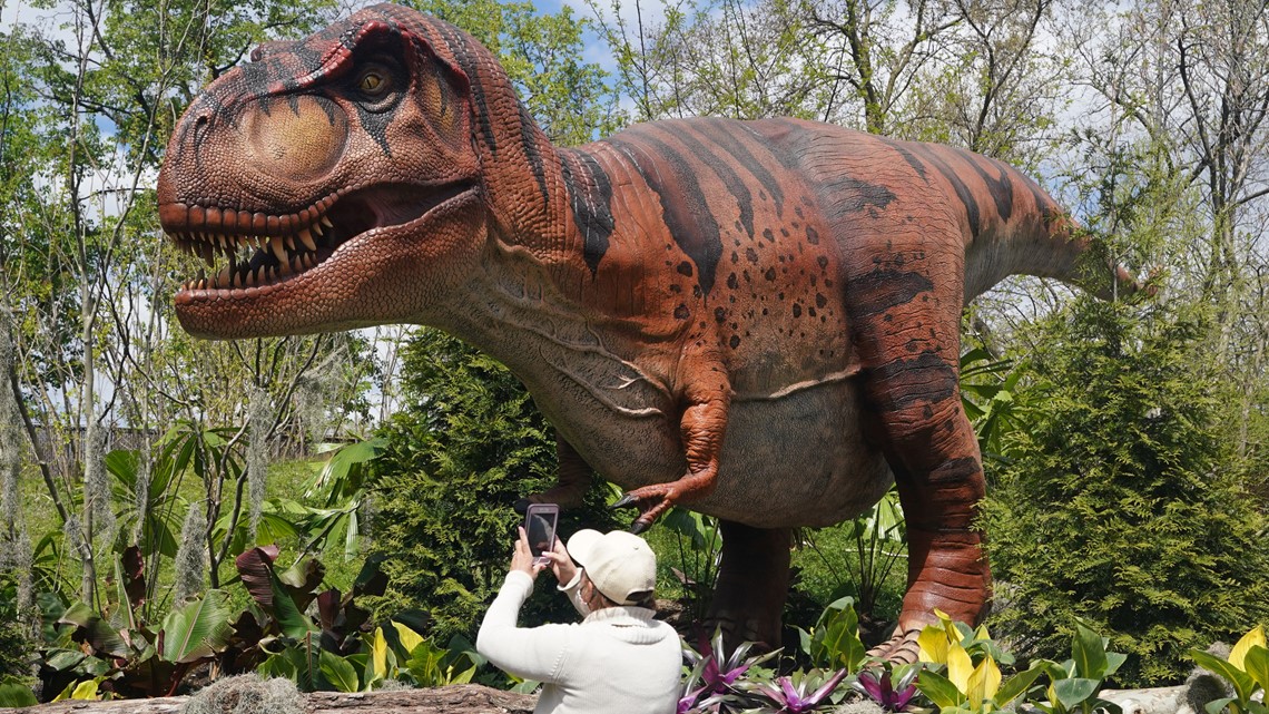 Dinoroarus exhibit returns to Saint Louis Zoo on April 8 | ksdk.com