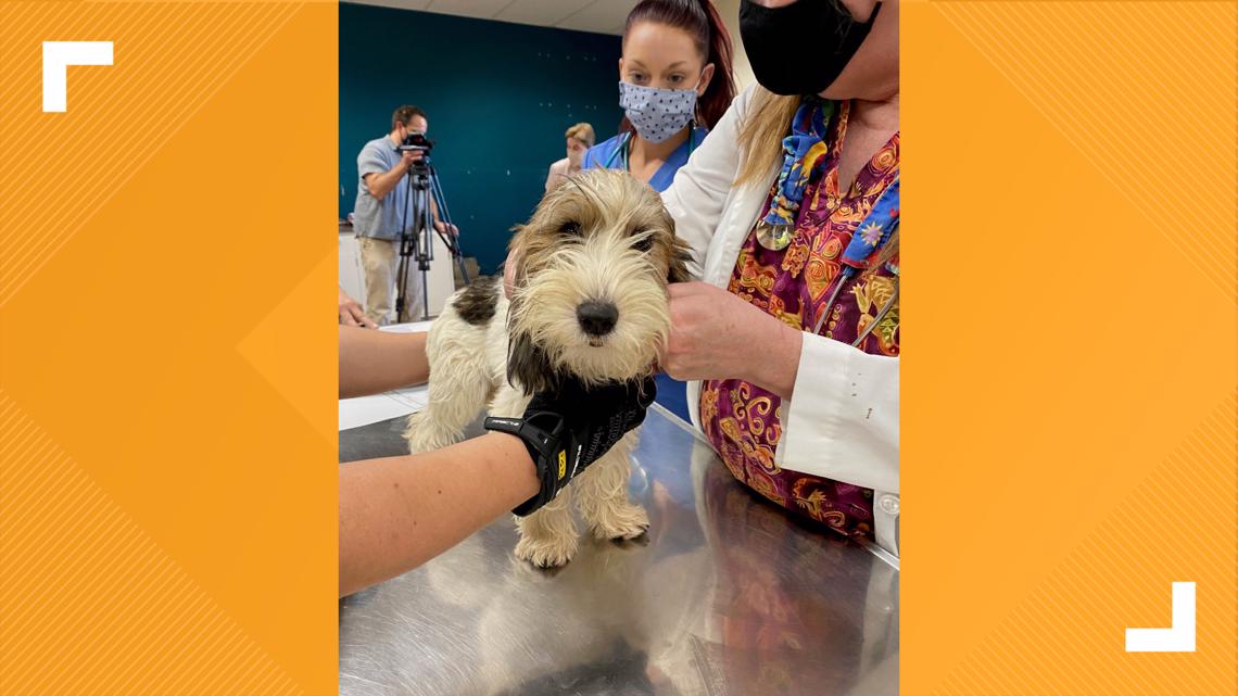 Dogs rescued from home in Franklin County by Humane Society | ksdk.com