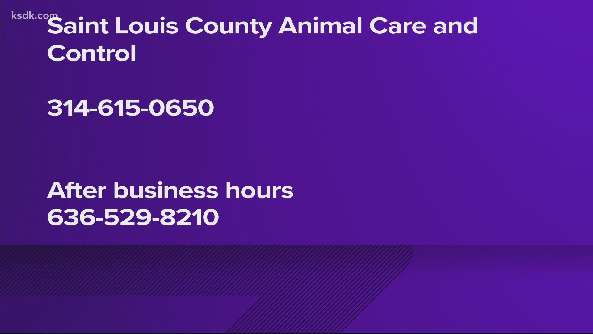 A Ballwin man became the first St. Louis County resident to contract rabies this year after being bitten by a bat last week.