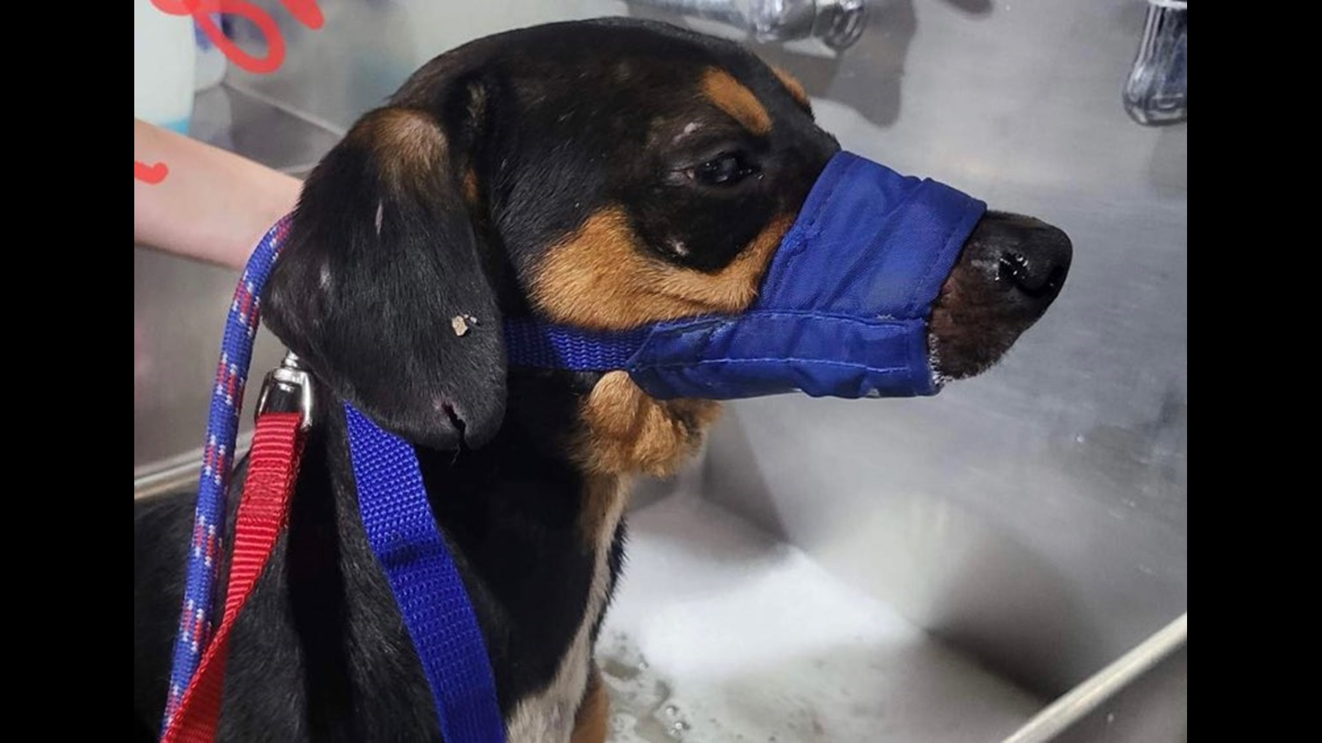 Dogs rescued from deplorable conditions in Franklin County | ksdk.com
