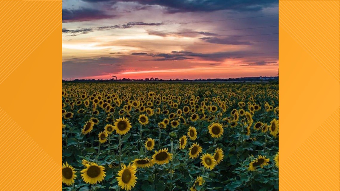 St. Louis County Sunflower fields at Columbia Bottom