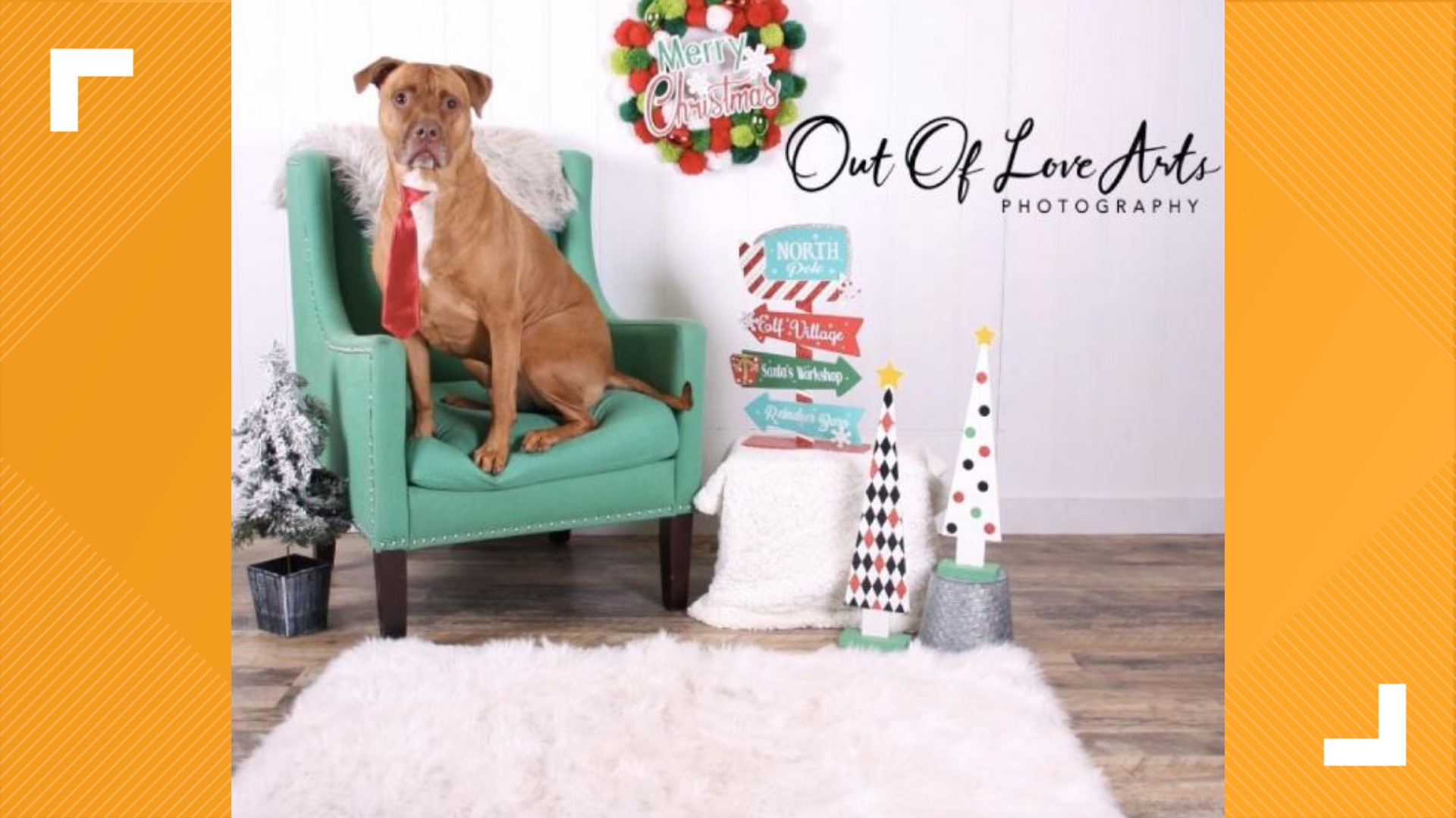 St. Louis shelter dog 'Bowie' gets adopted