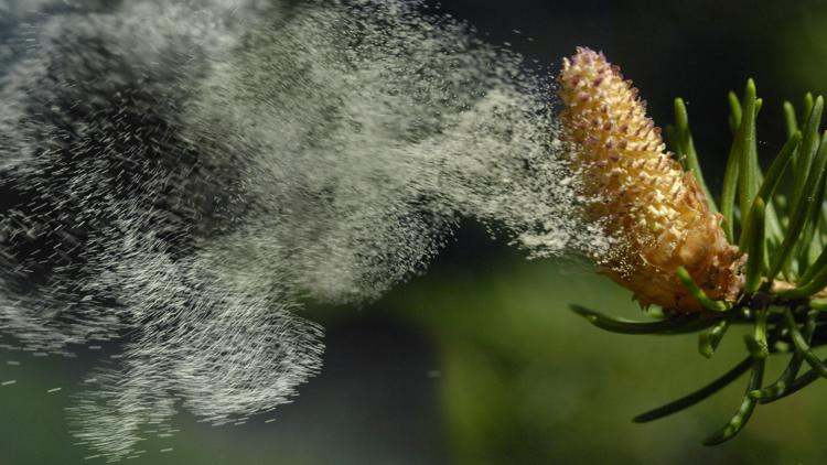 Ancient Pollen Unveils Secrets of Earth’s Past: From Dinosaur Extinction to Maya Ruin Ancient Pollen Unveils Secrets of Earth’s Past: From Dinosaur Extinction to Maya Ruin