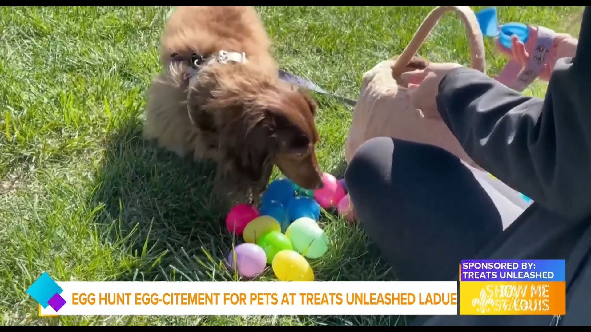 St. Louis' Largest Pet Easter Egg Hunt is this Saturday at Treats Unleashed Ladue.