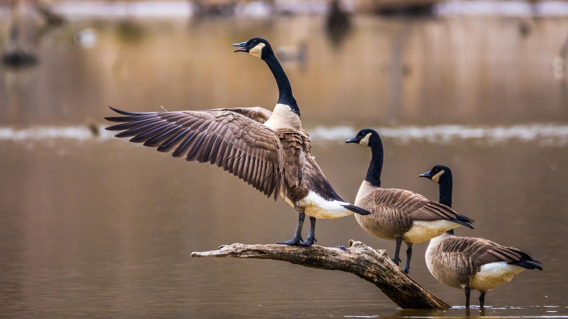 Brentwood officials enlisted federal help to capture geese due to health, safety and environmental concerns at the park.