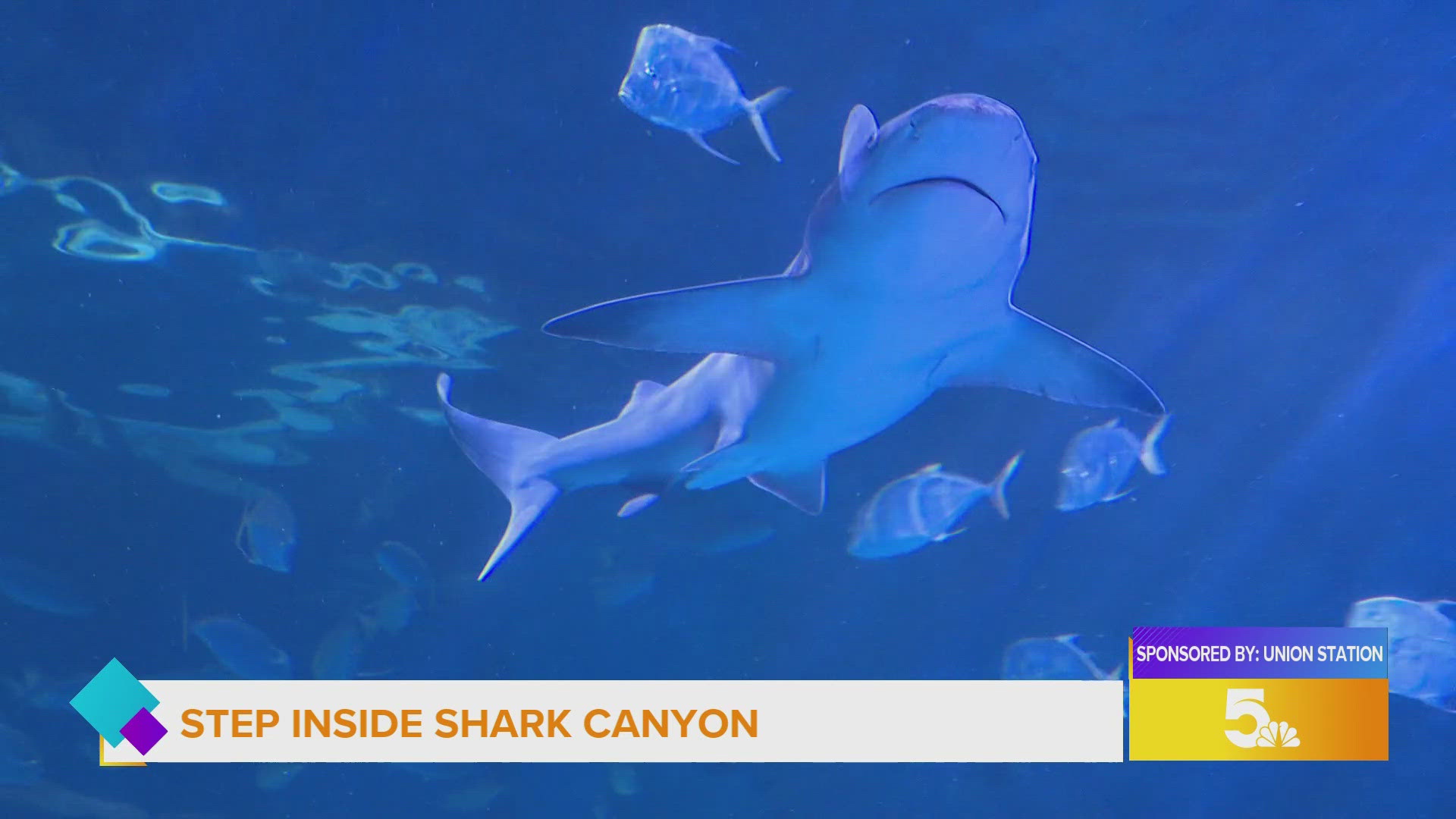 Win free tickets to the St. Louis Aquarium to pet the stingrays. Malik and Mary had their turn and now it's yours.