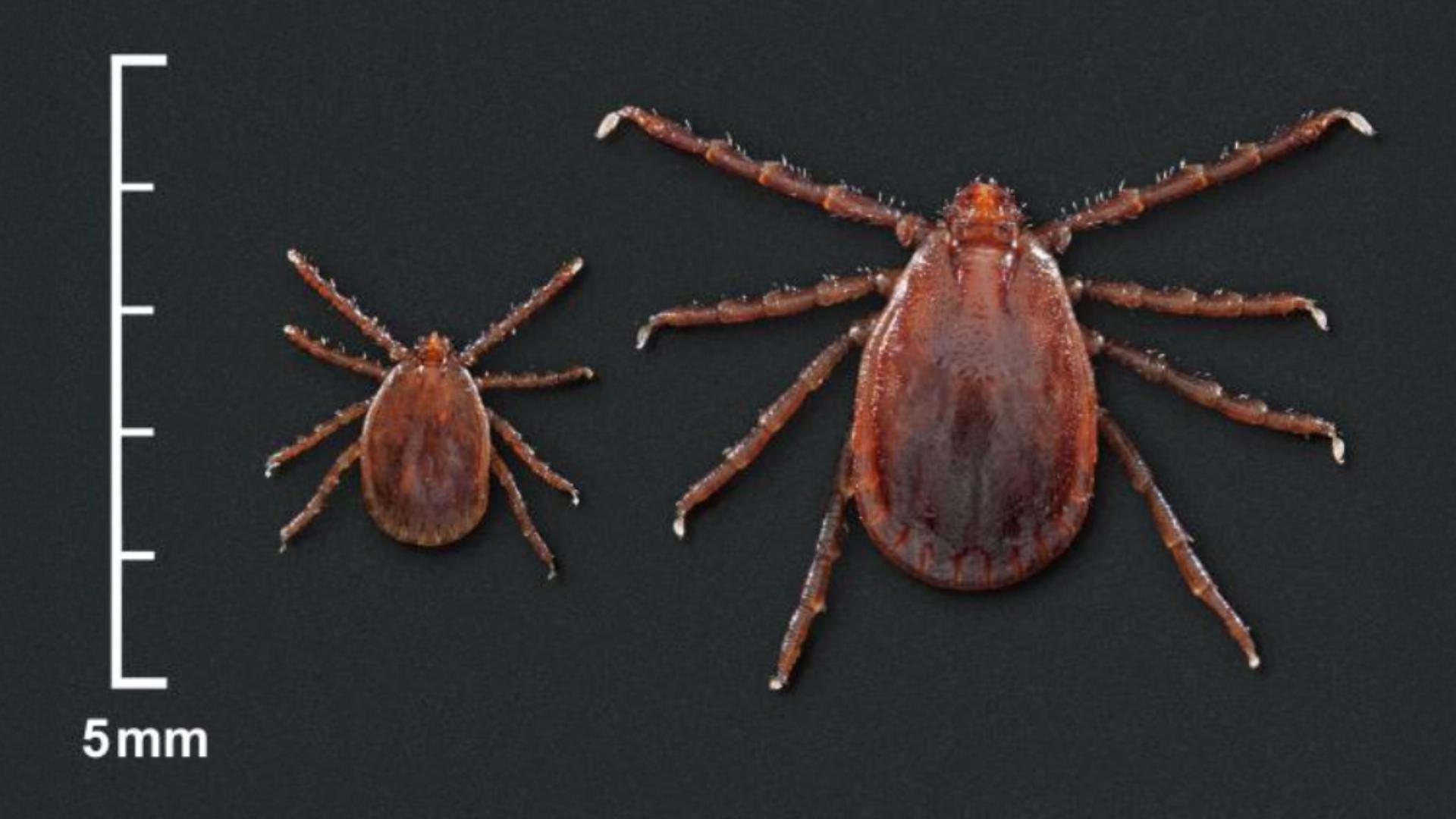 Invasive longhorned tick found in st louis county called serious