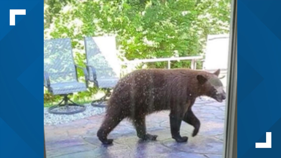 Bear sighting in Monroe County, Illinois