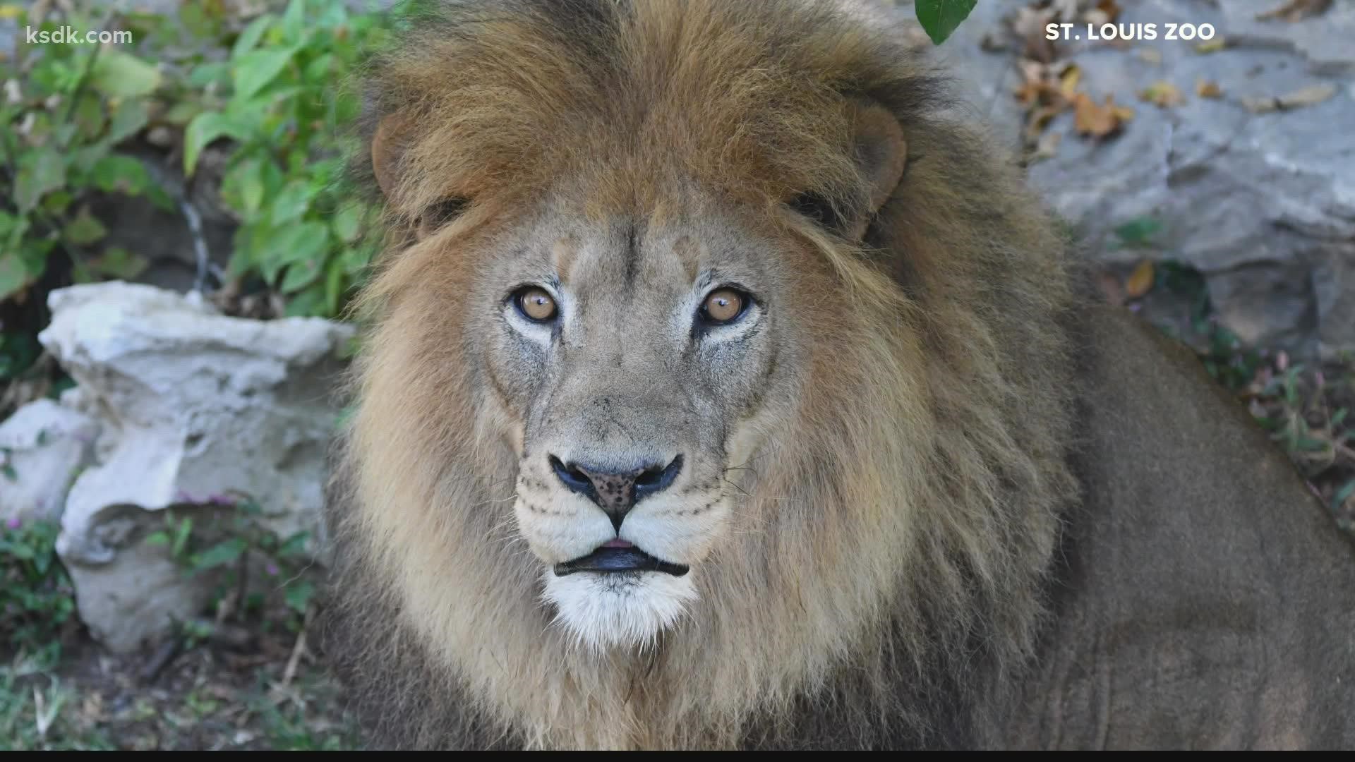 Several big cats at the Saint Louis Zoo have recently tested positive for SARS-CoV-2, the virus that causes COVID-19. The zoo expects them to make a full recovery.