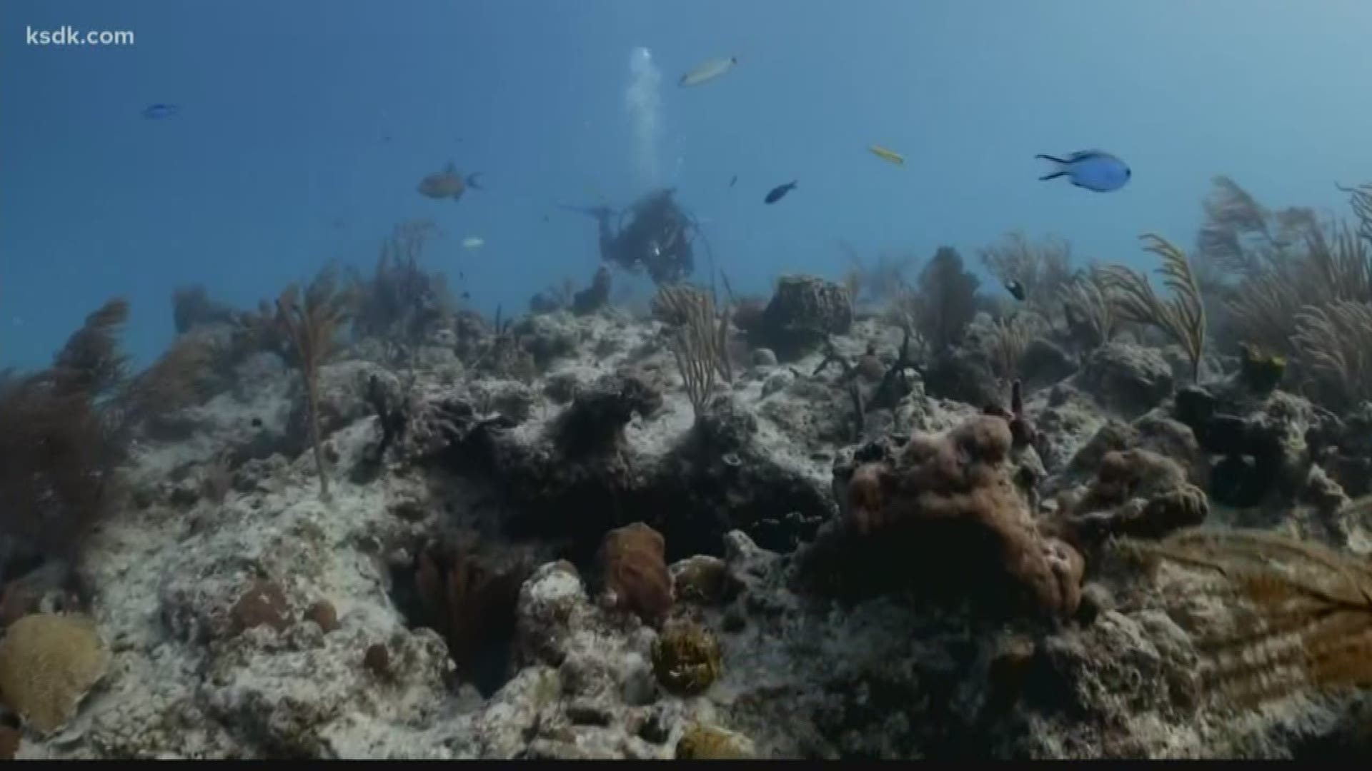 Find out what is happening to the coral reefs in the world, and how you can help to fix it.