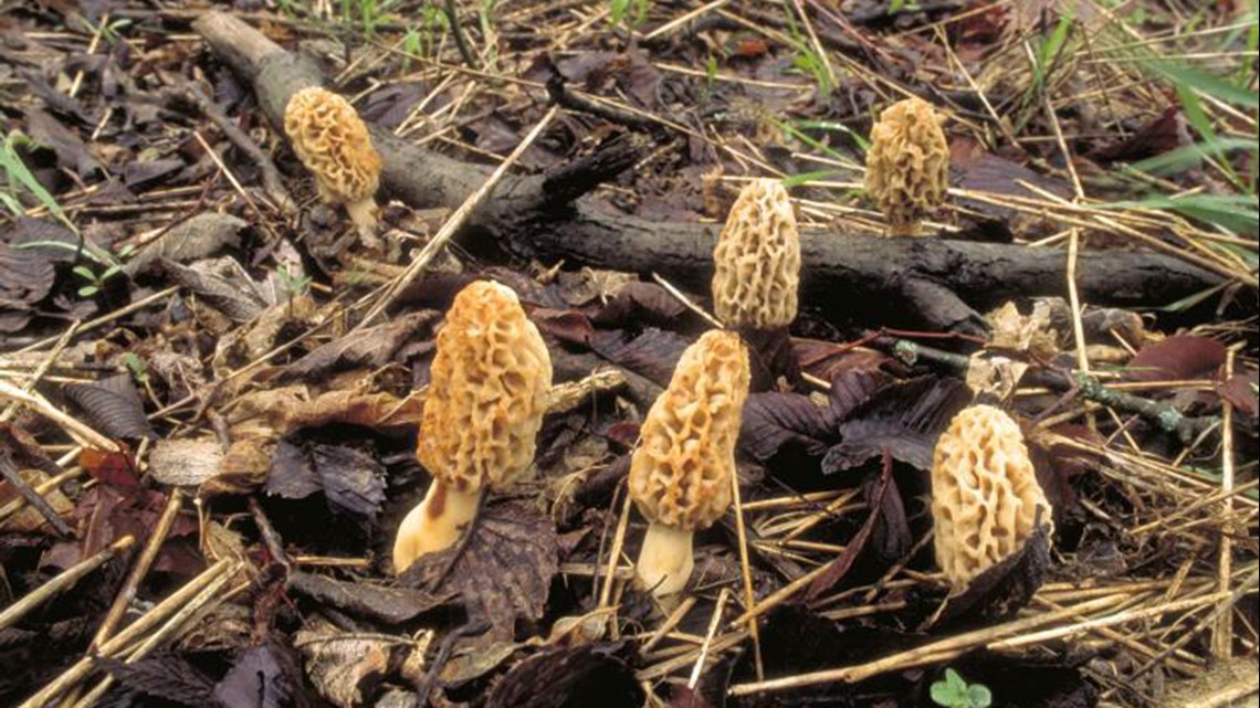 Tips for morel mushroom hunters in the St. Louis area