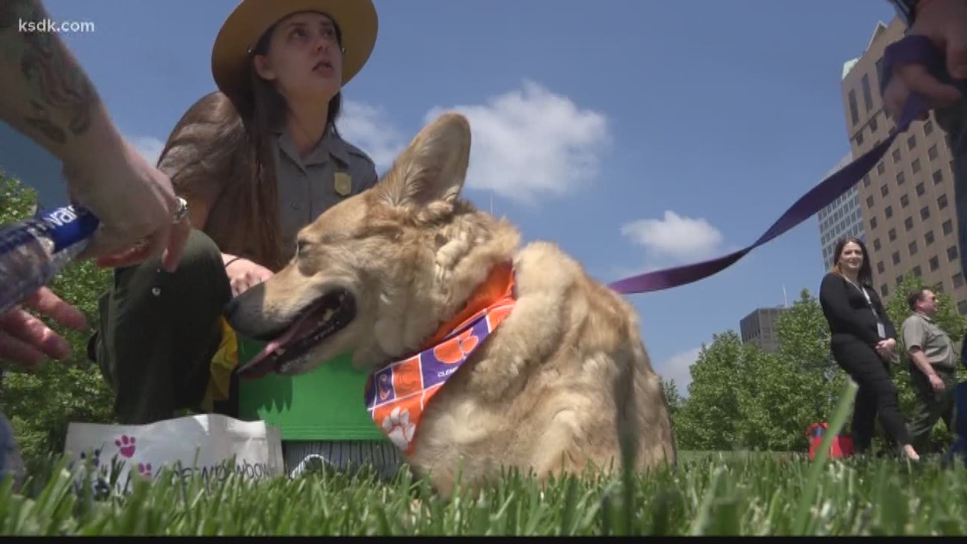 She checked many boxes off her bucket list including eating hamburgers at some of the best spots around St. Louis, raising awareness and support of animal organizations across the country and getting lots of belly rubs and puppy kisses.