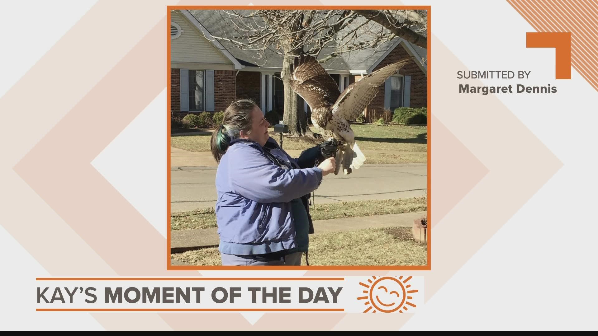 Margaret Dennis says the bird landed in a pile of leaves she was raking, and even followed her into the garage.