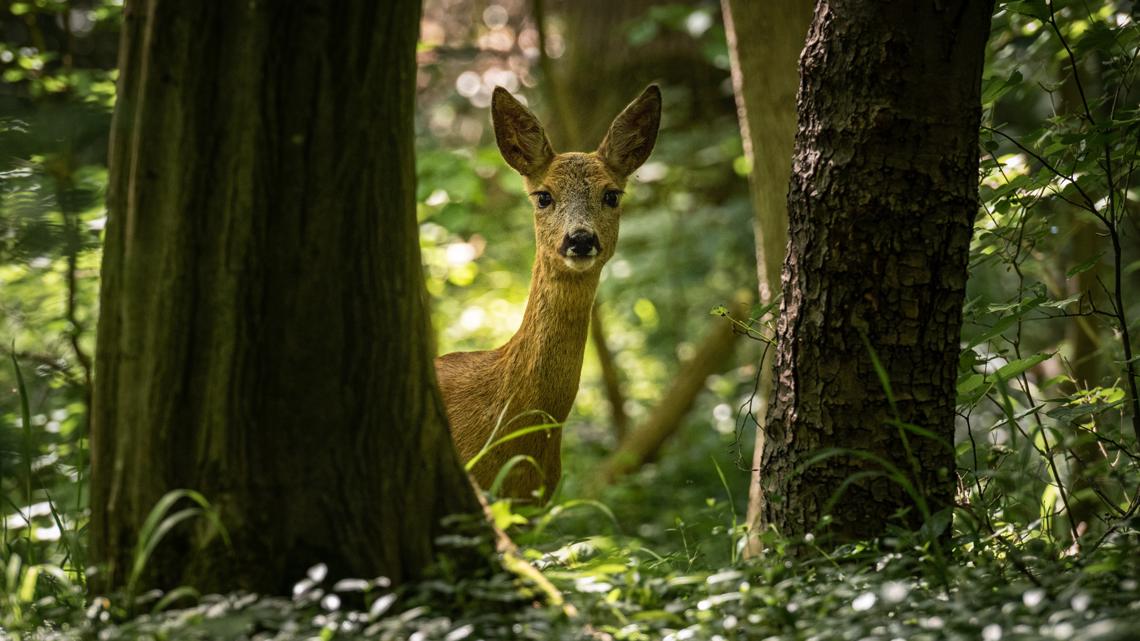 Over 100 managed deer hunts happening in Missouri this year. Here's how to apply