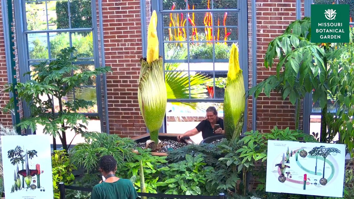 Missouri's corpse flower has bloomed - Vimarsana News