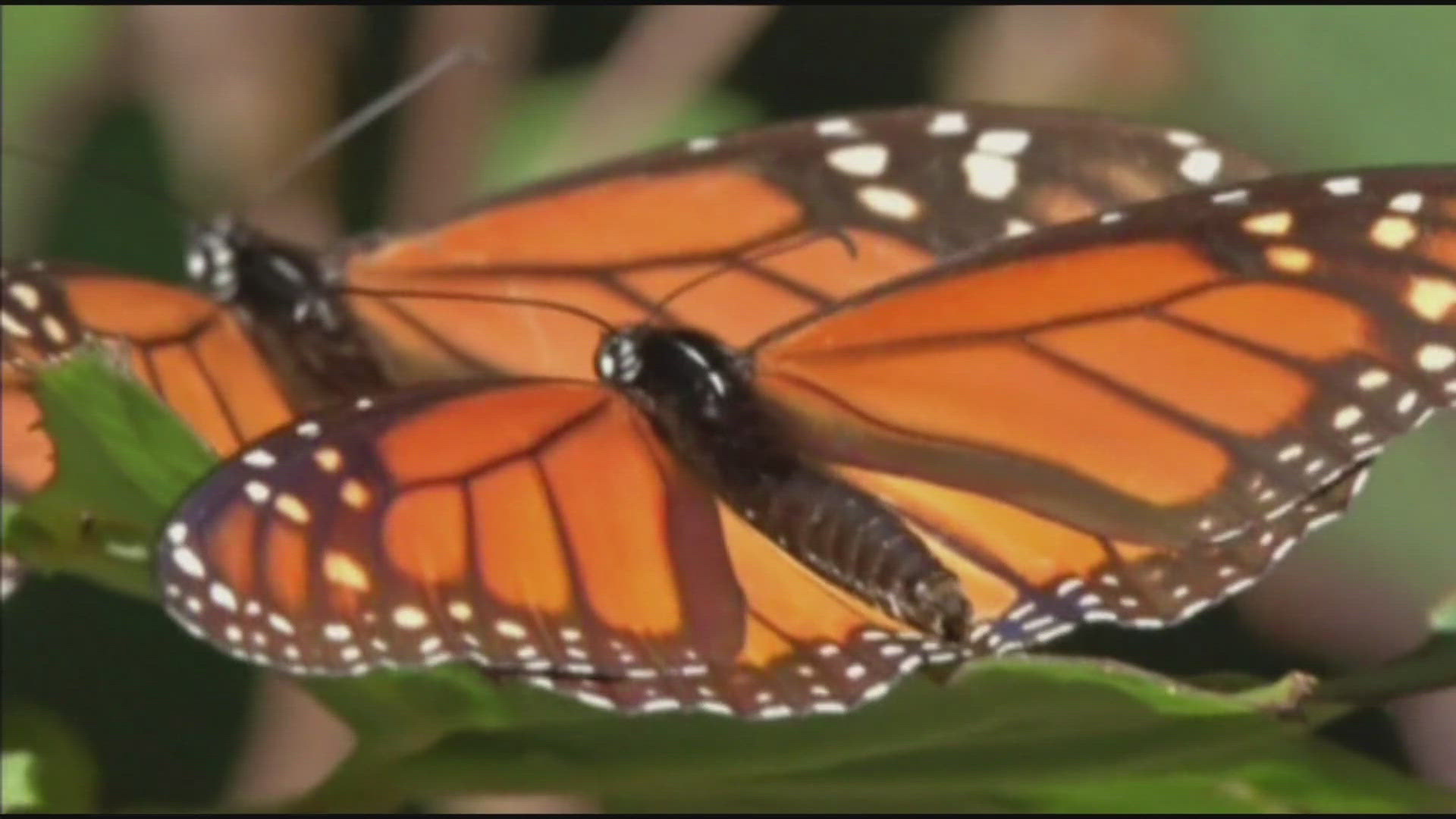 Monarch sightings across the U.S. are expected to be rarer this September and October.