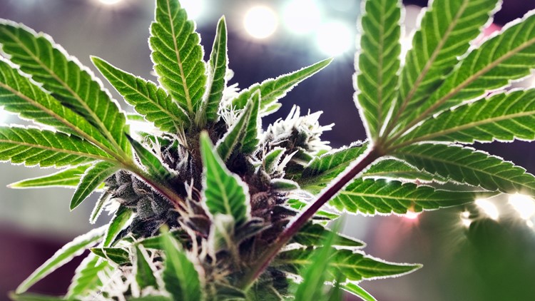 Legalize it? Voters in Missouri to consider recreational marijuana