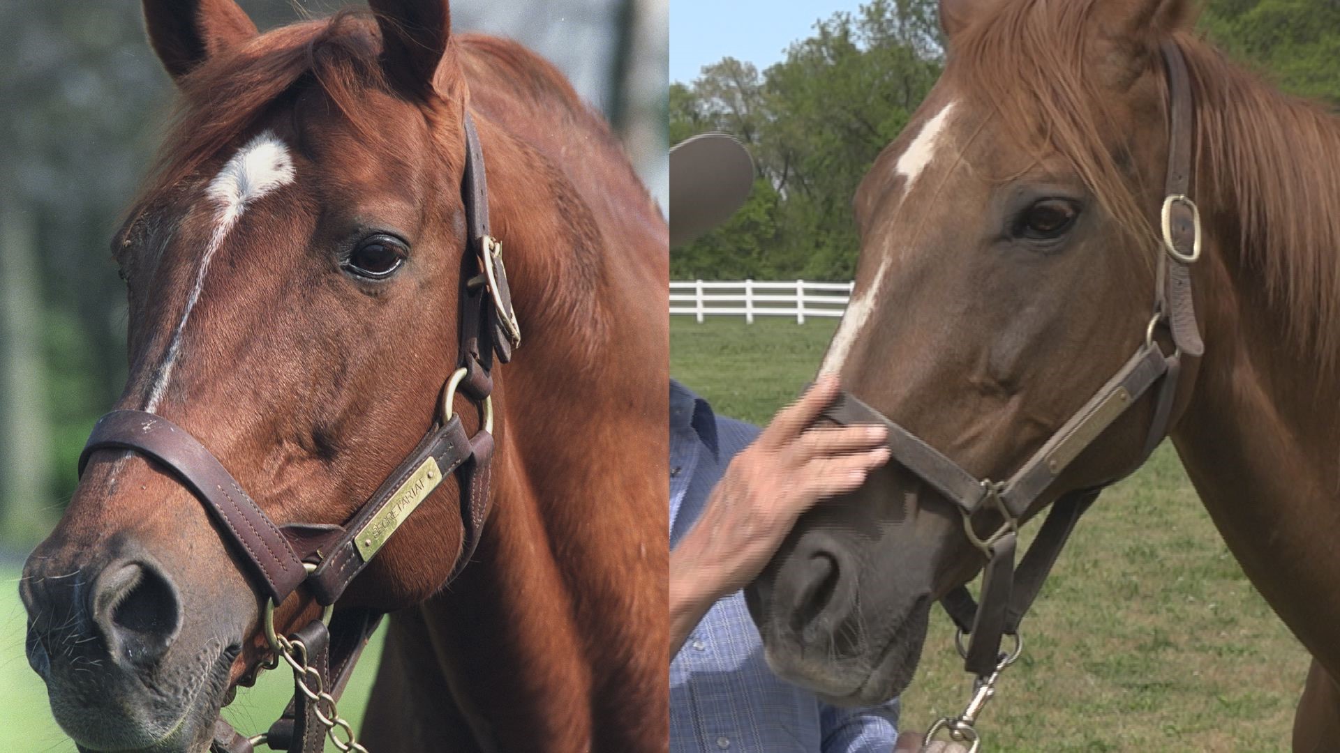 Five decades later, some of those Secretariat genes live on at a Metro East stable with history and dreams of its own.