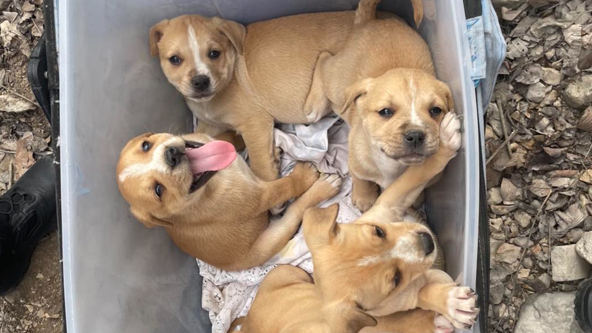 Puppies rescued from Jefferson County, Missouri, creek