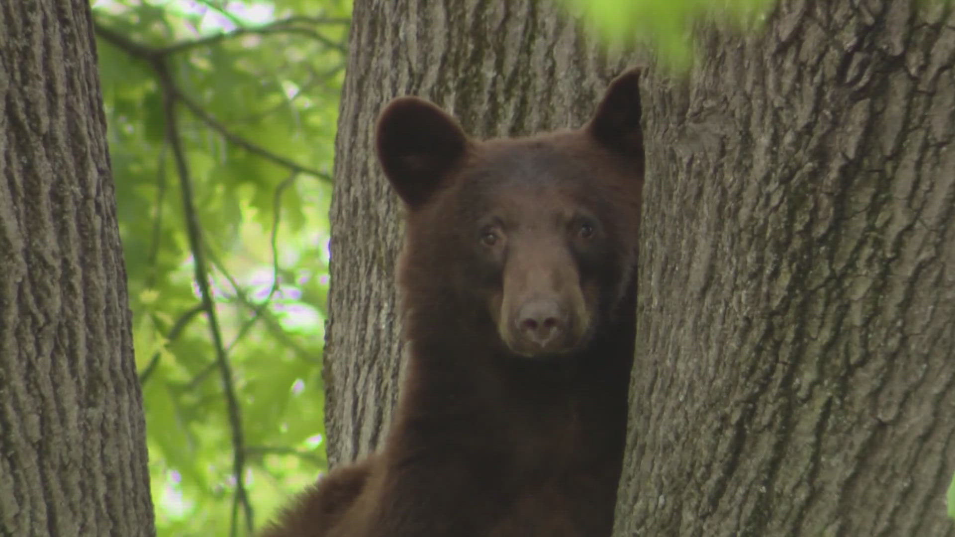 Missouri conservation officials say bear hunting is important because it helps control the growing population. Each year, bear numbers are increasing by about 10%.