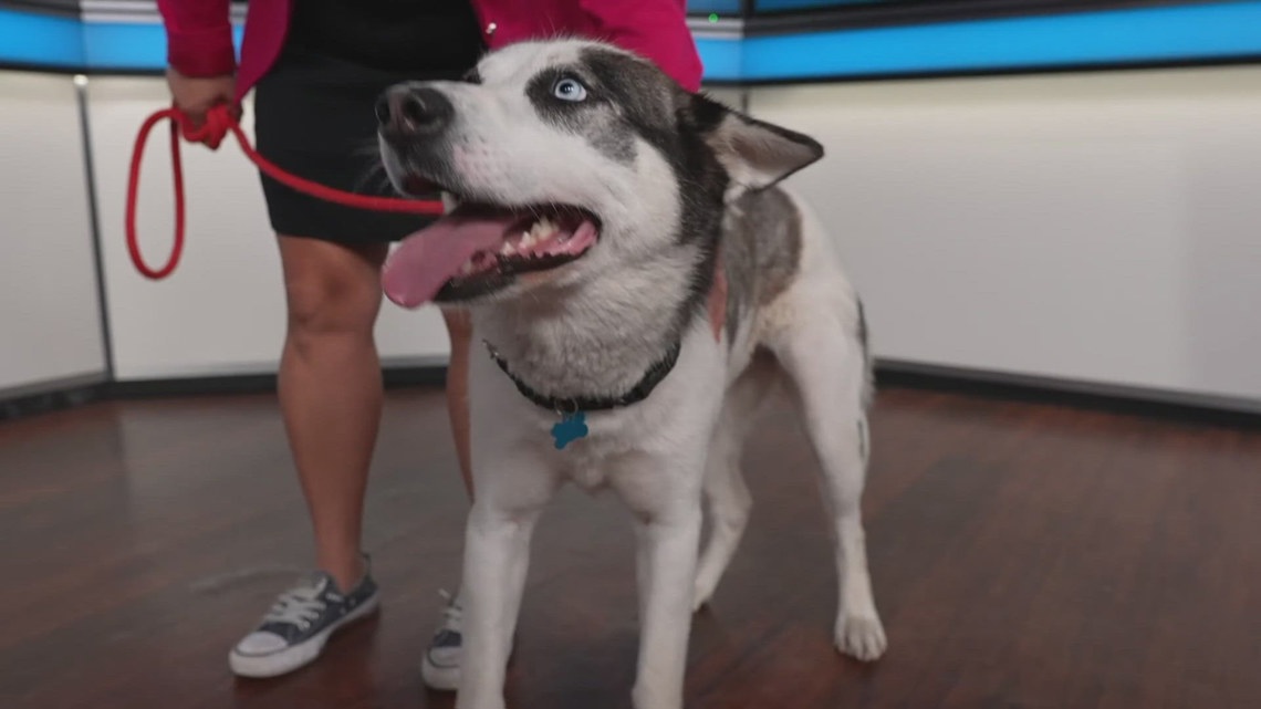 Sammy's Stars: June 28, 2024 | ksdk.com