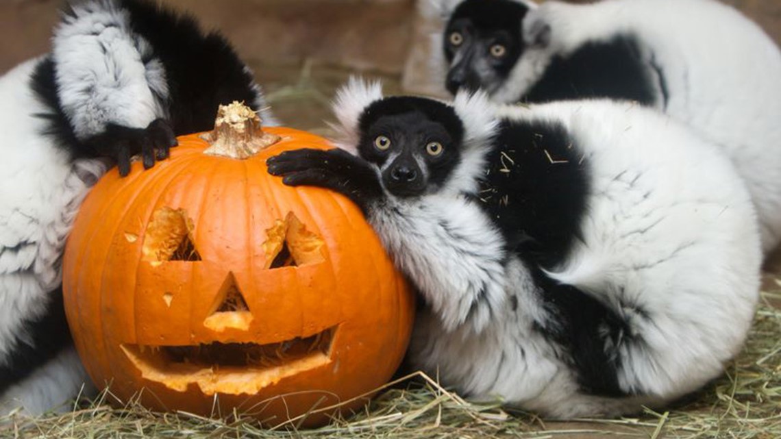 Fall, Halloween events at Saint Louis Zoo in October 2021
