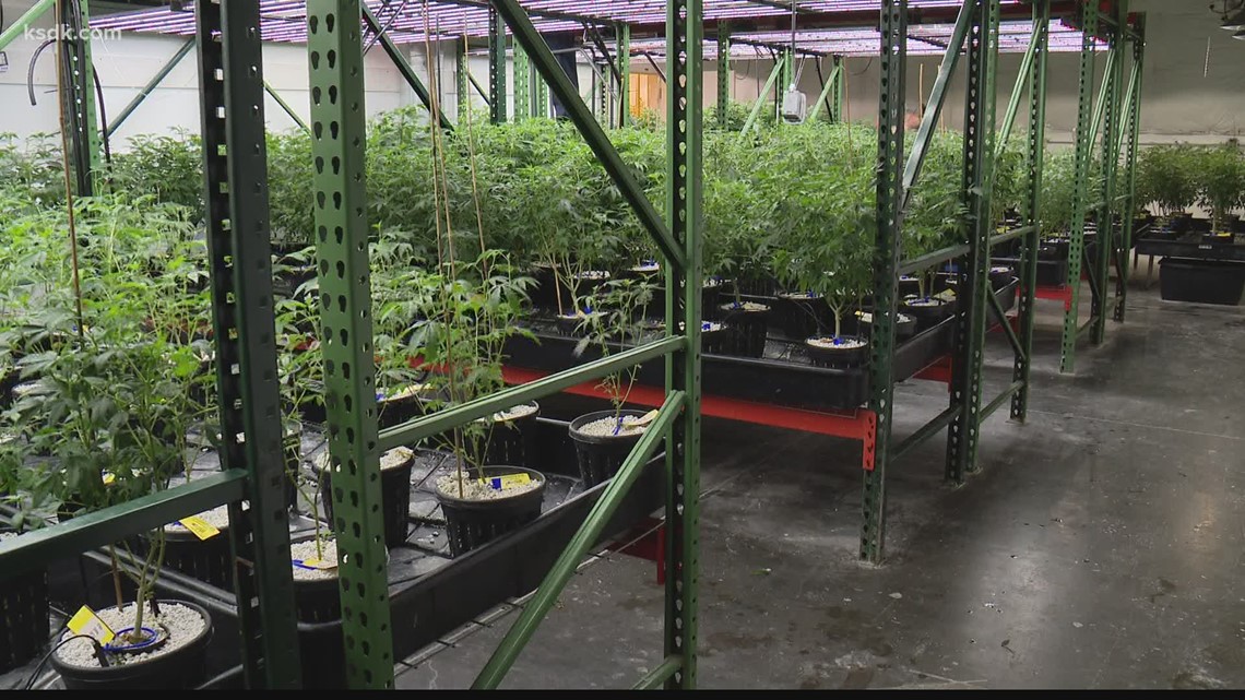A look at the first year of medical marijuana in Missouri - Vimarsana News