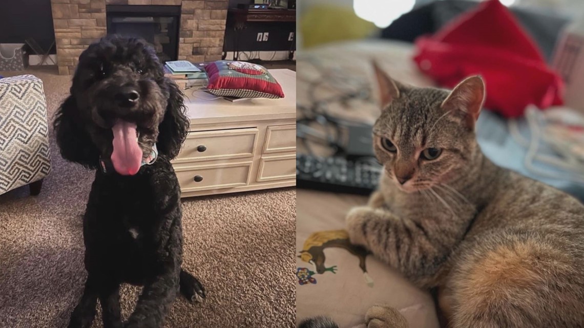 Missouri family reeling after violent deaths of two pets - Vimarsana News