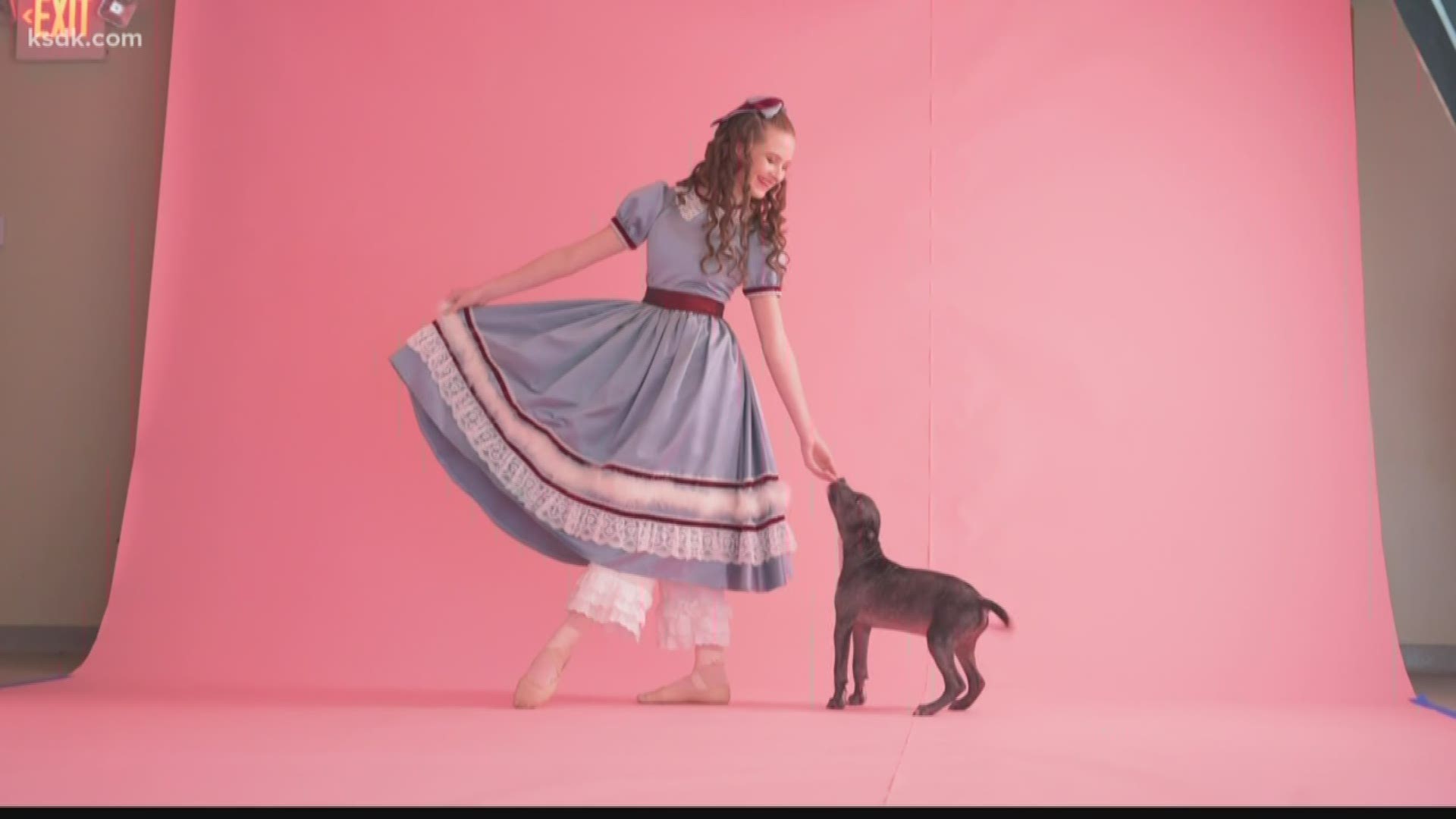 Saint Louis Ballet and Stray Rescue are collaborating with Dancers & Dogs as a creative way to showcase adoptable dogs to the community.
