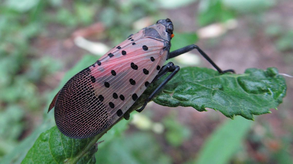 Missouri's forests and wine face 'devastating' risks from spotted lanternfly, officials warn