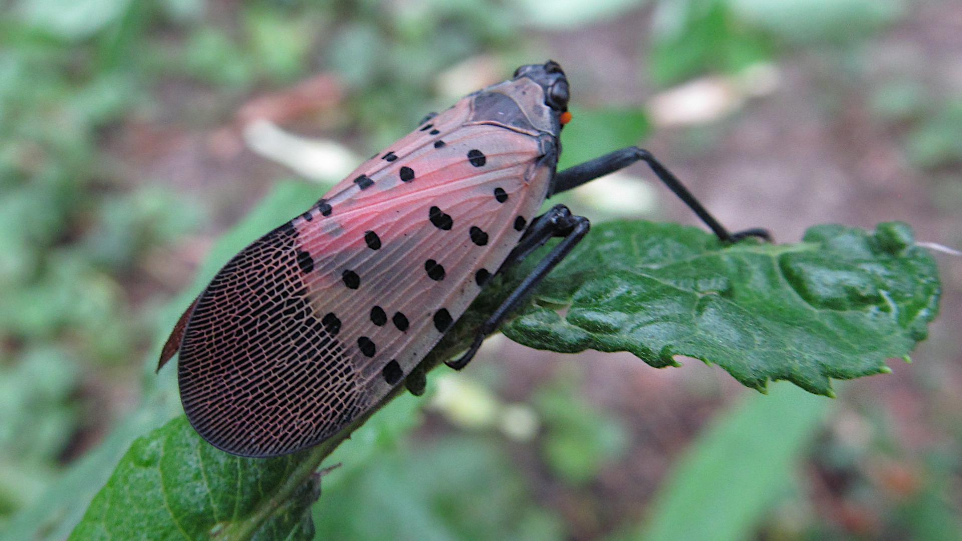 Spotted lanternfly in Missouri threatens state's forests and wine ...