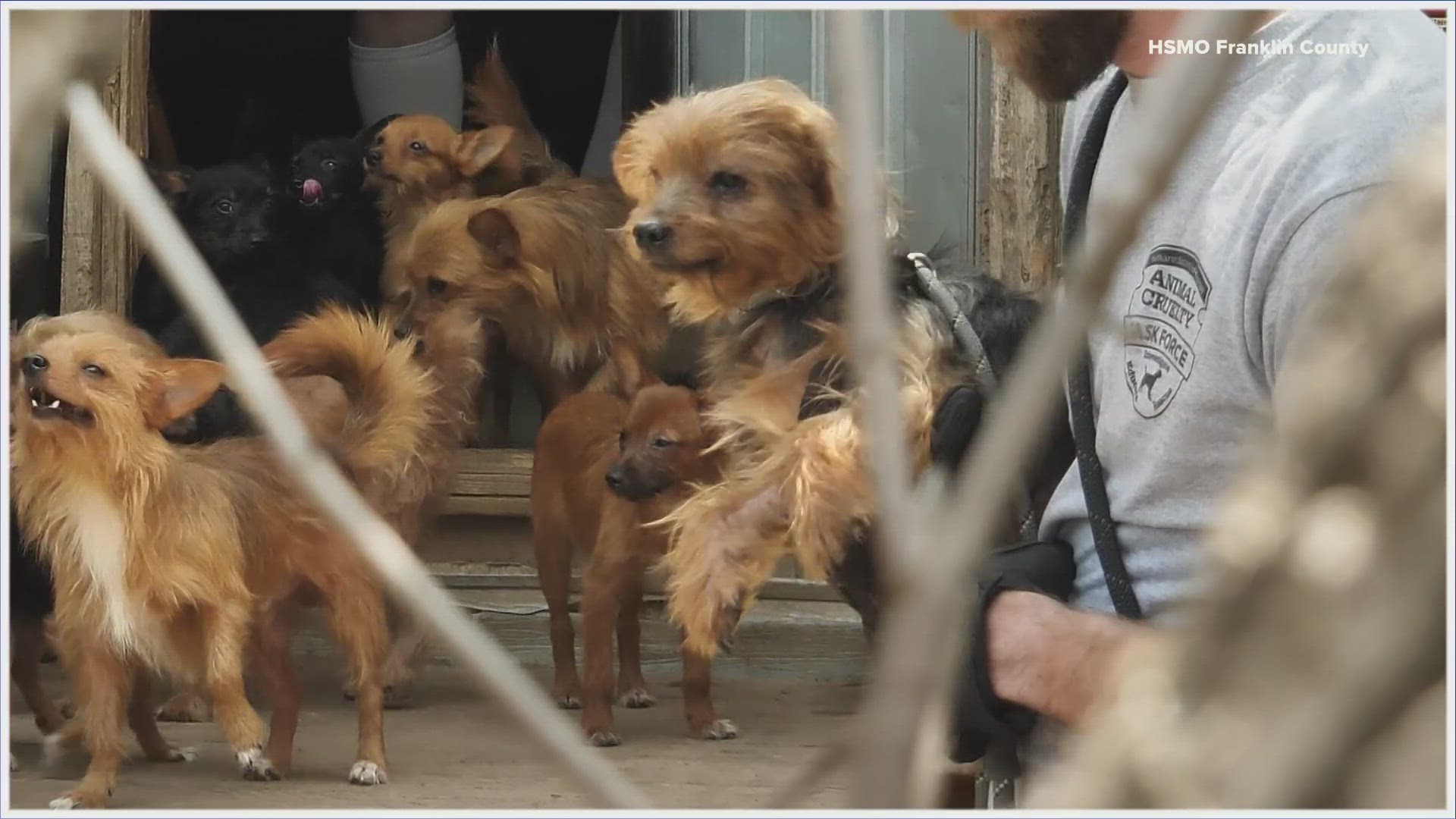 Sixty-three dogs and puppies were rescued from a hoarding situation in Franklin County on Thursday. They were taken to HSMO's St. Louis headquarters for treatment.