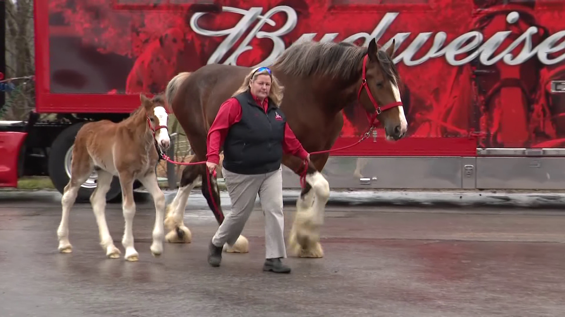 Clydesdales take the field on Opening Day 2023