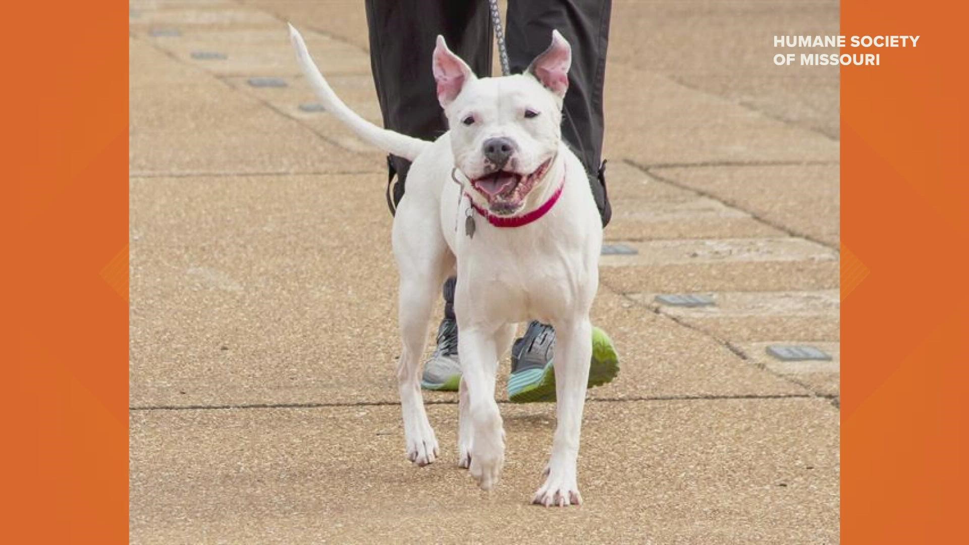 Through August, interested adopters can adopt adult pit bull terriers and pit bull mixed breeds for a reduced adoption fee of $25.