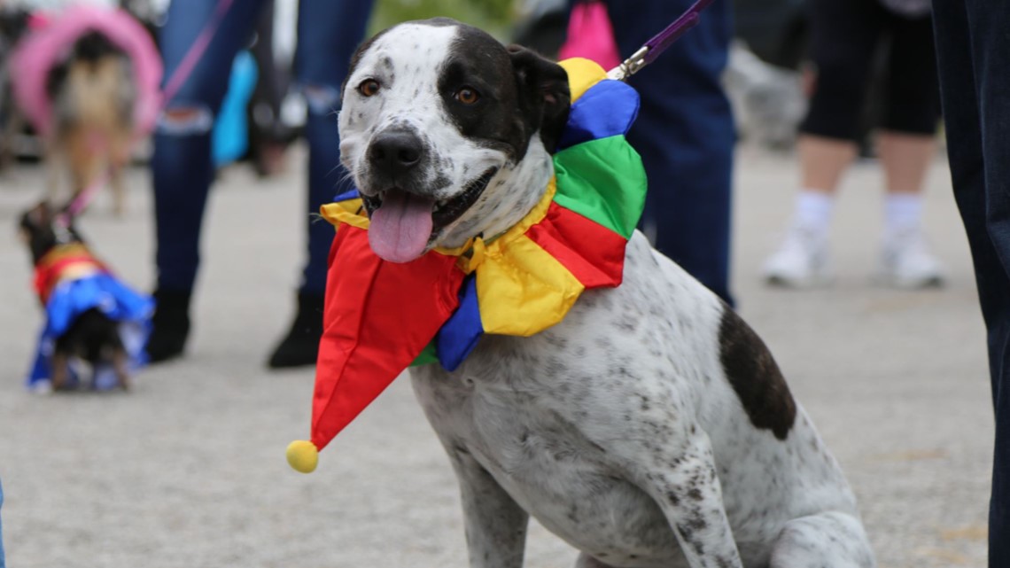 Several dog events in St. Charles this weekend - Vimarsana News