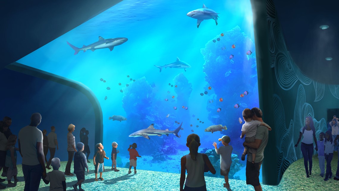 Here's what you can see and touch at the St. Louis Aquarium