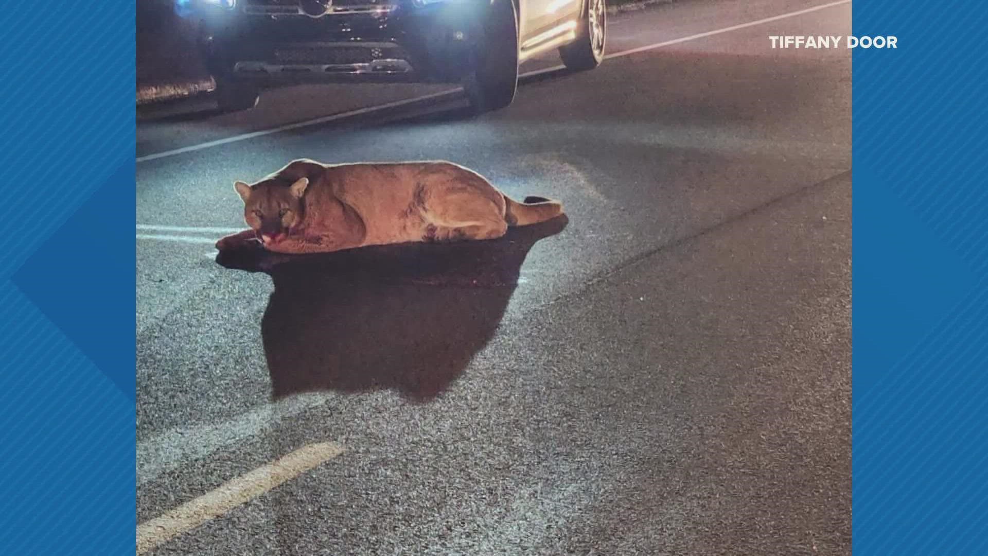 A mountain lion was hit Monday night off Highway 100 in Franklin County. The mountain lion is nowhere to be found at this time.