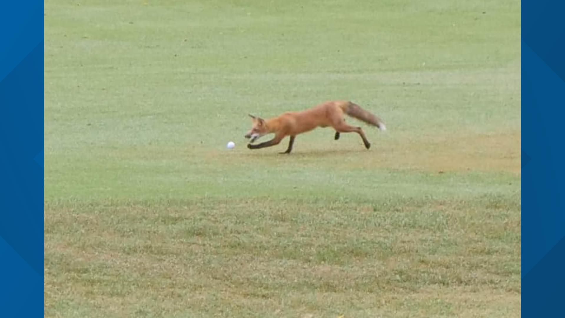 A sheriff's office put out a notice regarding a fugitive fox that caused chaos on a golf green in Festus Friday. The fox took a golfer's ball.