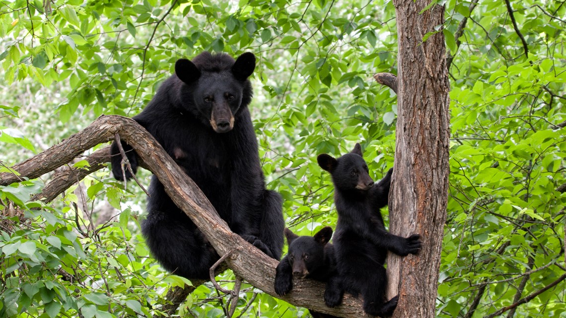 Black bear population in Missouri has nearly doubled in the last 7 