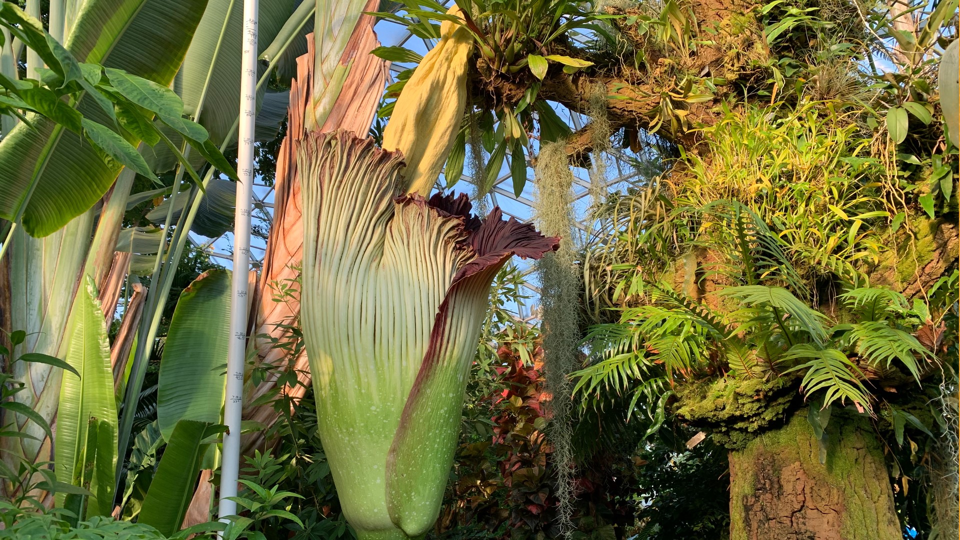 The rare corpse flower bloom lasts for only 24 hours and emits a foul odor that mimics rotting flesh.