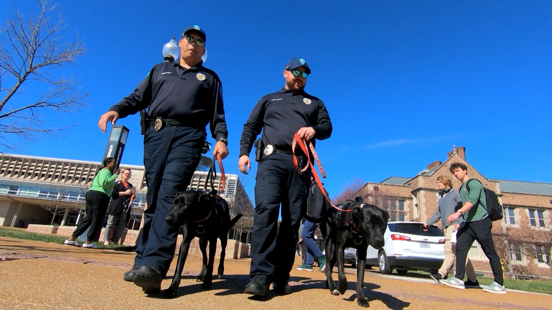 Two of Washington University's most popular figures don't pay tuition or live on campus. They're a canine duo spreading calm and comfort to students and faculty.