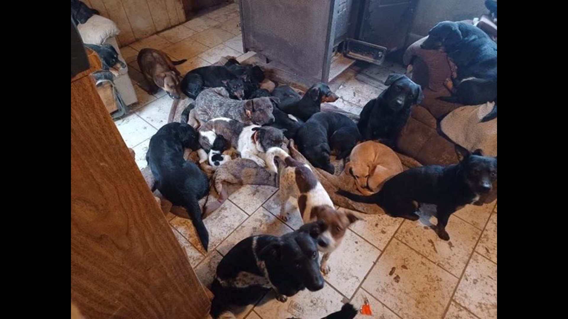 Dogs rescued from deplorable conditions in Franklin County | ksdk.com