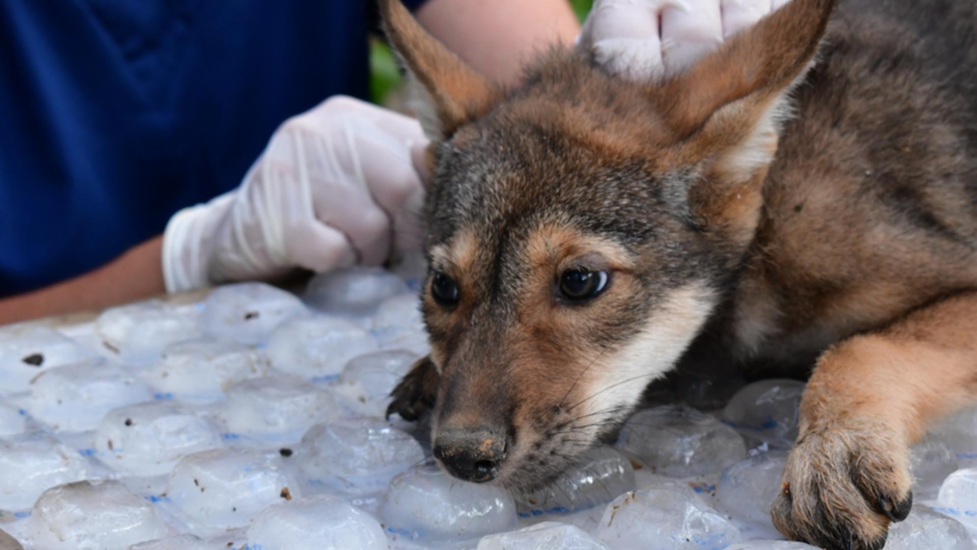 4 red wolves born at Saint Louis Zoo facility | ksdk.com