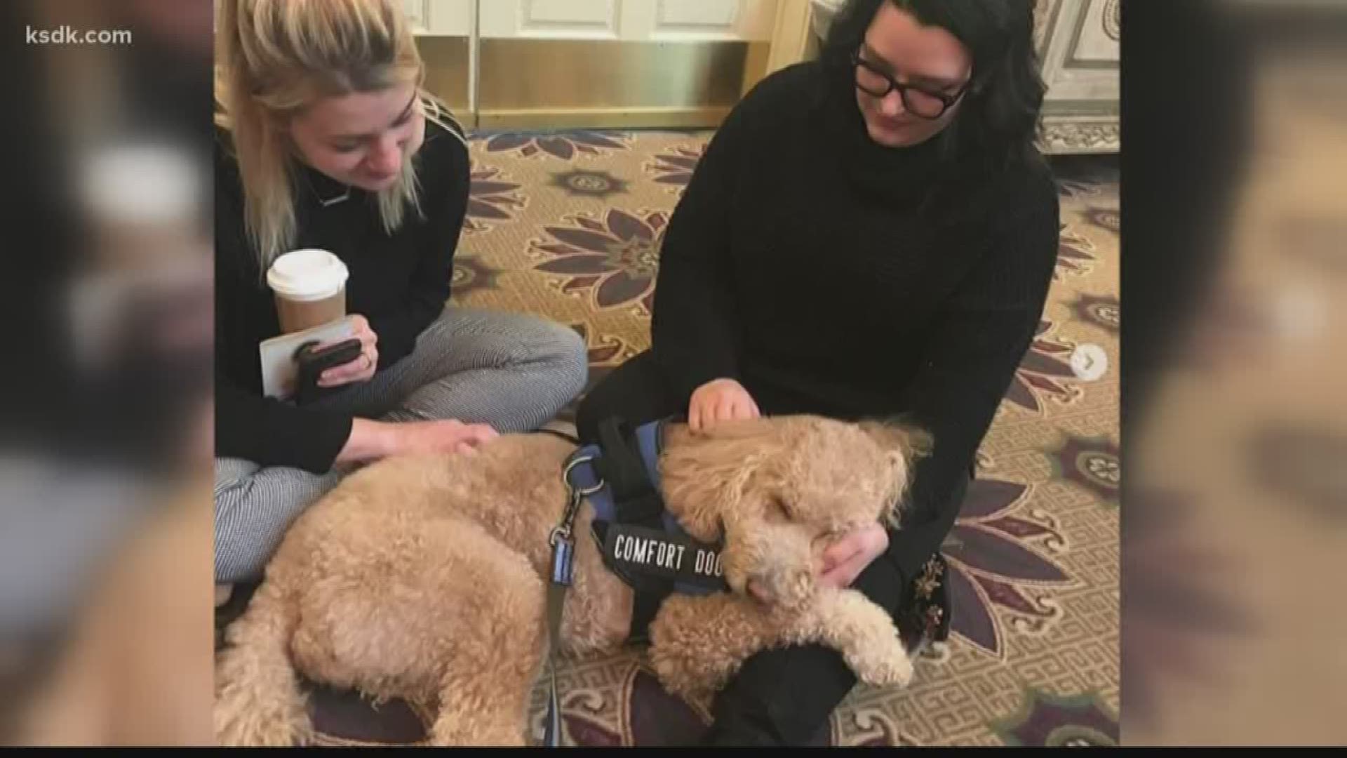 Teddy the Goldendoodle pup comforts thousands of grieving families in St. Charles
