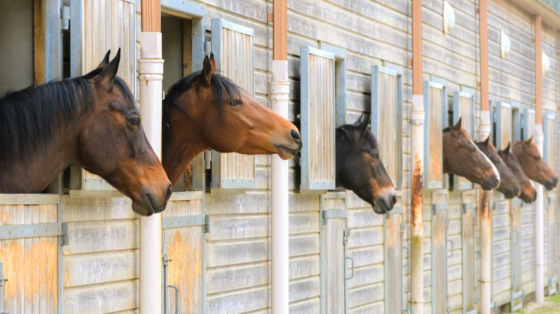 Outbreak of fatal horse virus triggers warning for Missouri