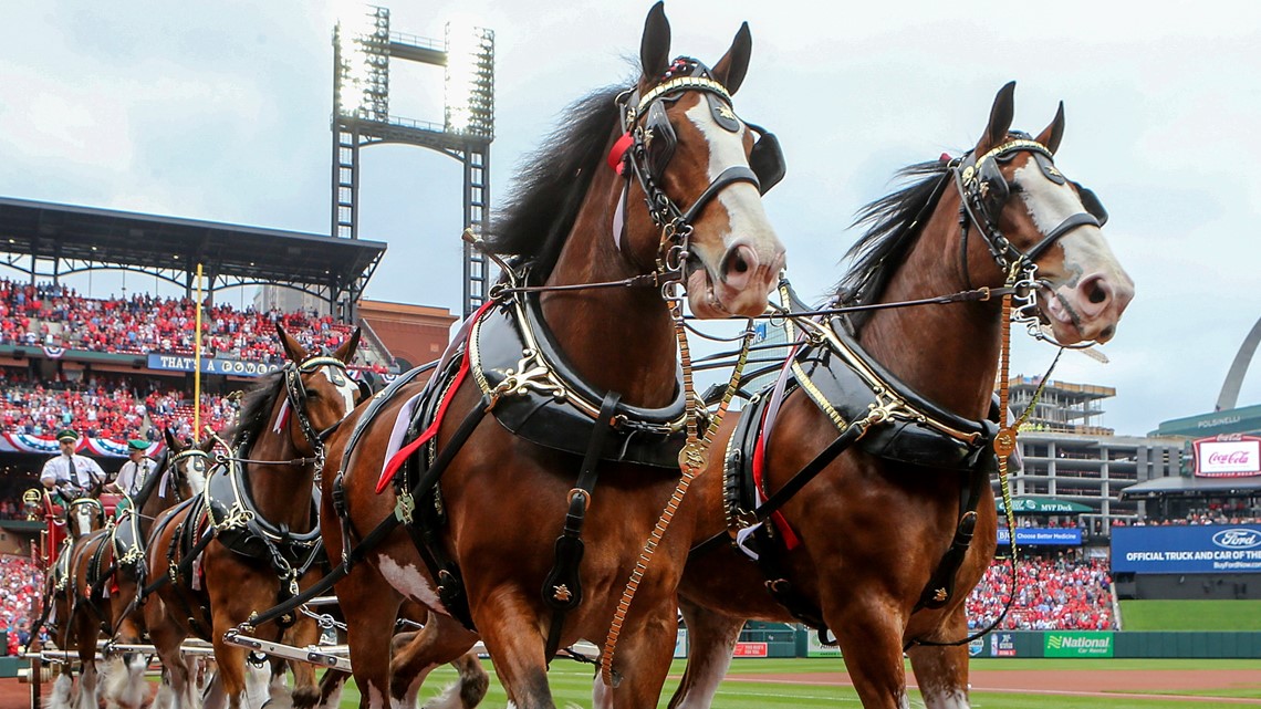 Budweiser Clydesdales To Deliver Cherry Blossom Gear To Nats