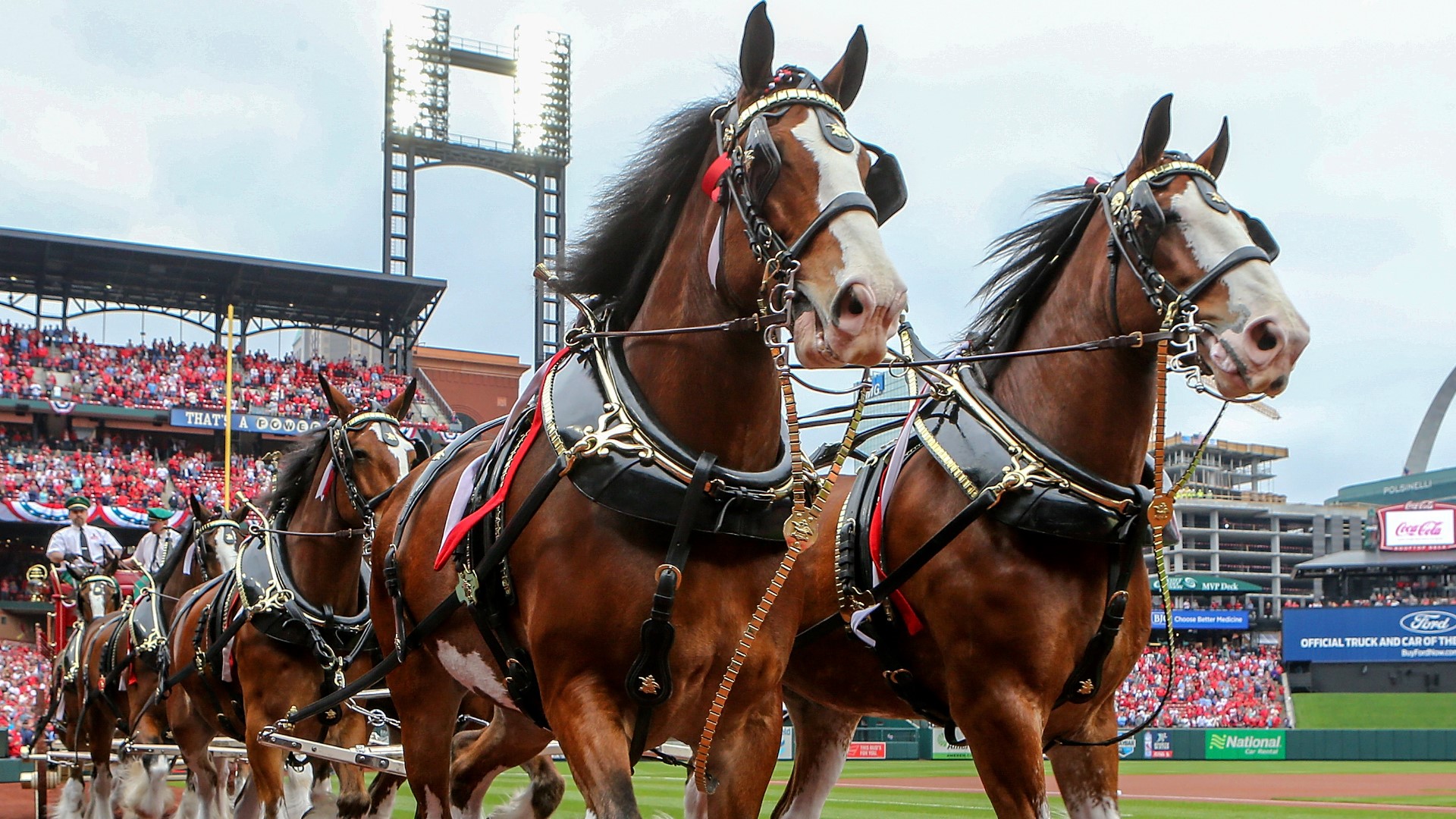 You can't talk about the Cardinals without talking Clydesdales. The iconic horses will take the field for the team's home opener. Here's how they get them ready.