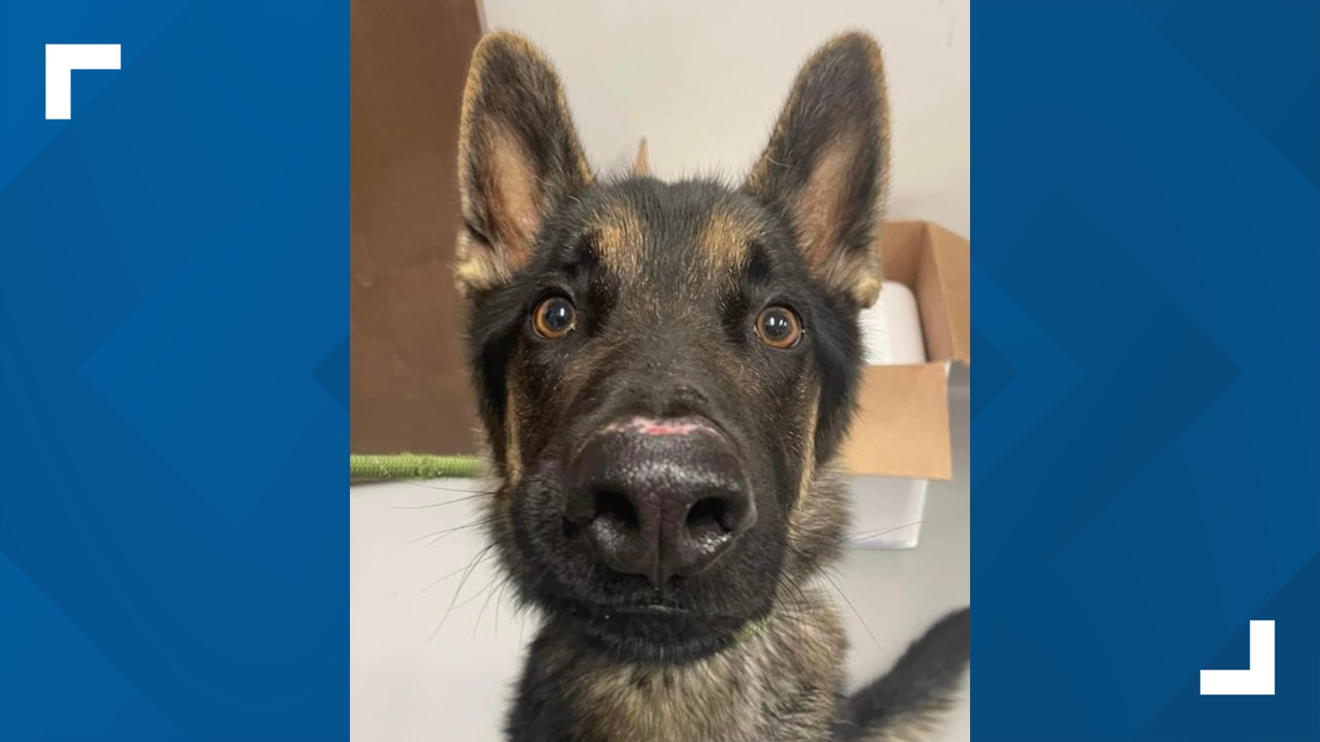 Dogs rescued from deplorable conditions in Franklin County | ksdk.com