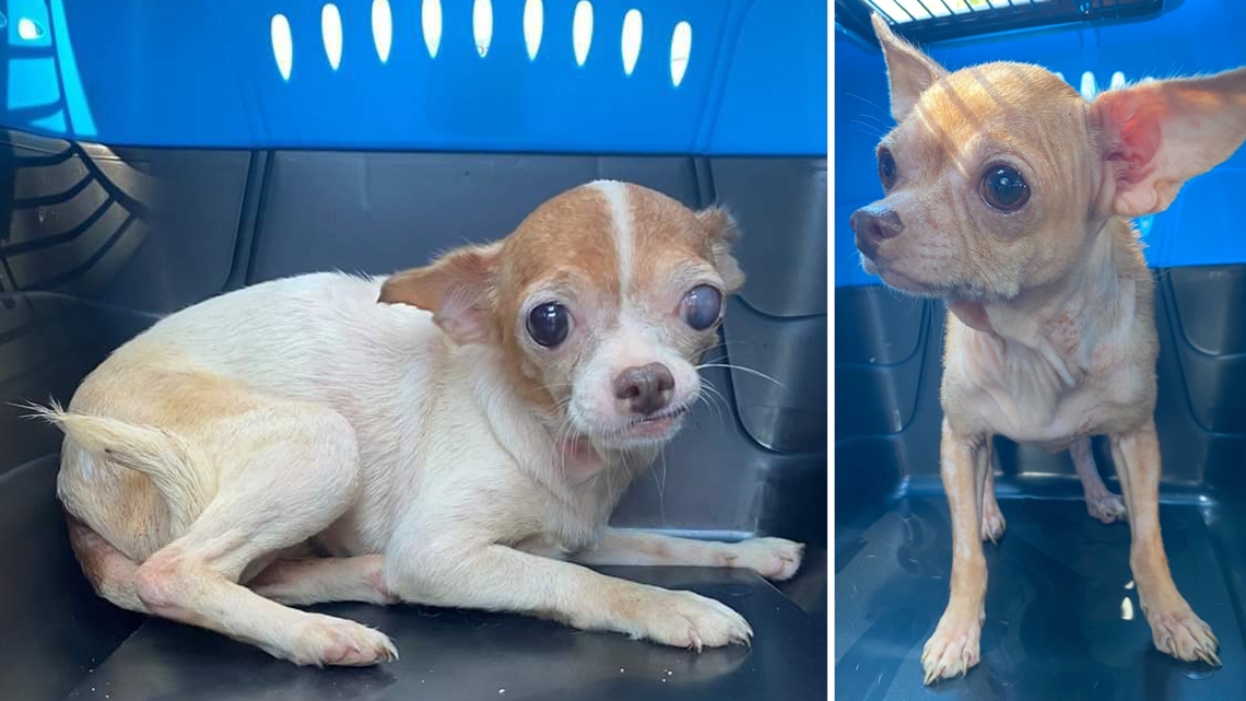 36 chihuahuas rescued from Franklin County | ksdk.com
